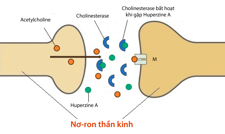 Bí kíp giúp người già lú lẫn, mất trí cải thiện trí nhớ - 3 Bí kíp giúp người già lú lẫn, mất trí cải thiện trí nhớ - 3