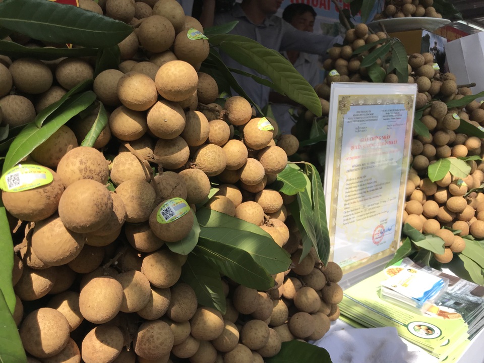 140 nghìn đồng/kg nhãn cổ đường phèn, dân Hà Nội vẫn xếp hàng tranh mua - 3 140 nghìn đồng/kg nhãn cổ đường phèn, dân Hà Nội vẫn xếp hàng tranh mua - 3