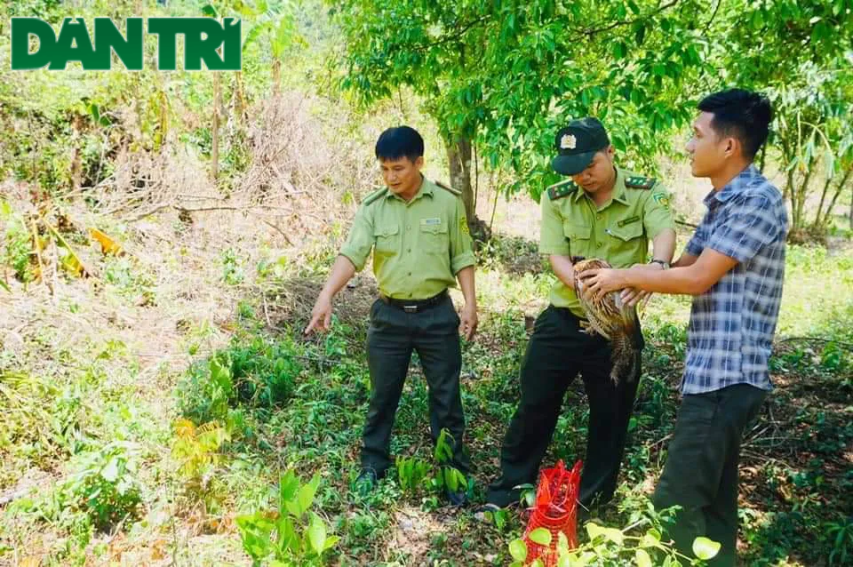 Thả nhiều động vật hoang dã quý hiếm về tự nhiên - 3 Thả nhiều động vật hoang dã quý hiếm về tự nhiên - 3