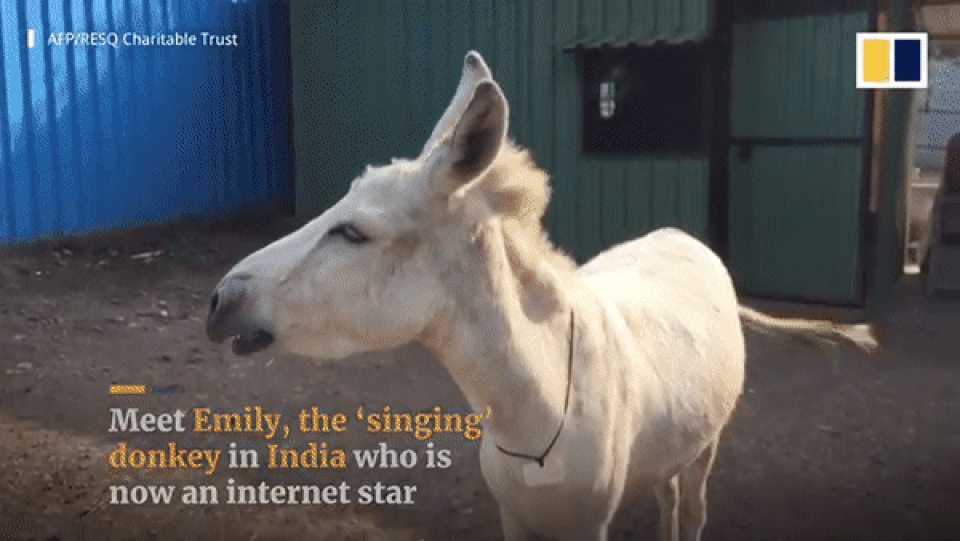 Chú lừa “biết hát” gây bão trên mạng xã hội - 1 Chú lừa “biết hát” gây bão trên mạng xã hội - 1