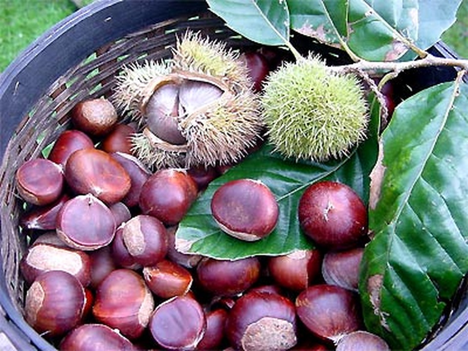 Hạt dẻ - vua của loài quả khô phòng nhiều bệnh - 1 Hạt dẻ - vua của loài quả khô phòng nhiều bệnh - 1