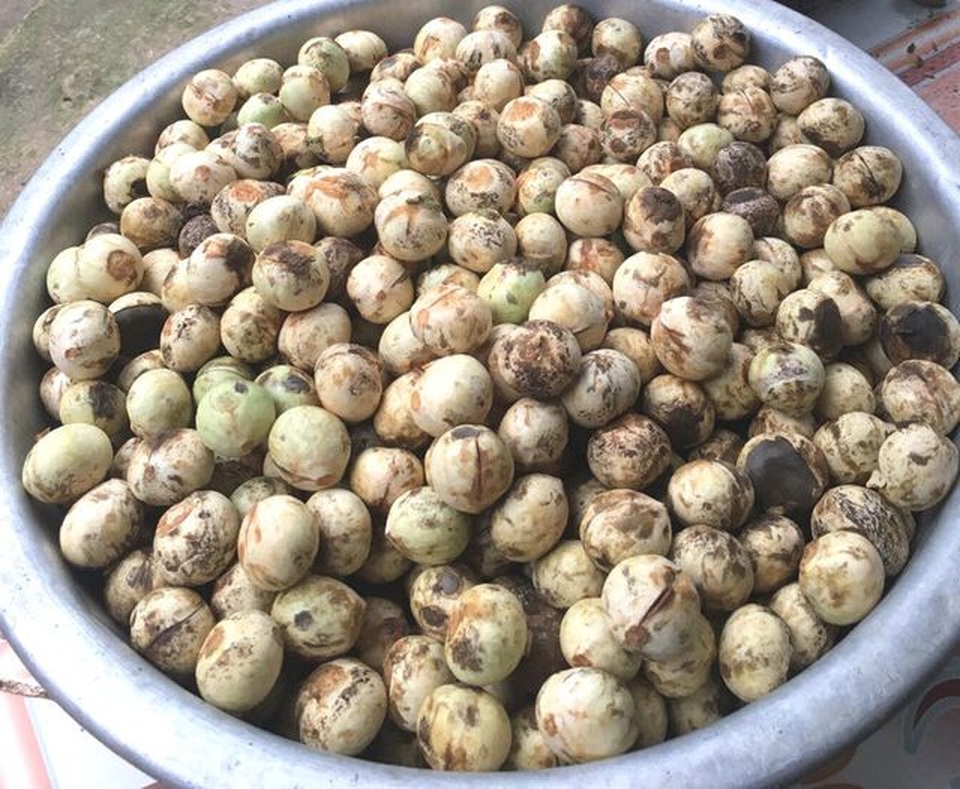 85.000 đồng/kg cherry tại Mỹ, hàng rẻ ồ ạt về Việt Nam - 1 85.000 đồng/kg cherry tại Mỹ, hàng rẻ ồ ạt về Việt Nam - 1
