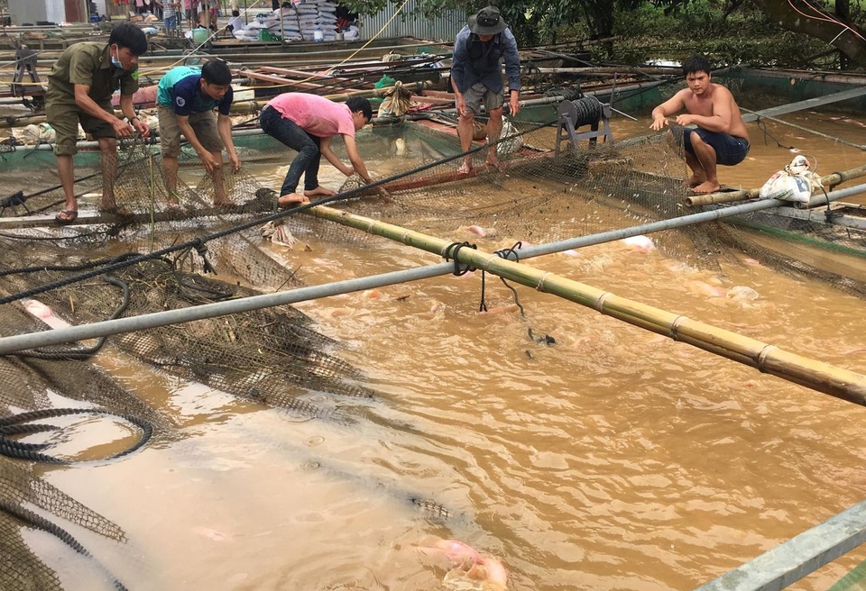 Hơn 4.000 tấn cá bè bị thiệt hại do mưa lũ - 1 Hơn 4.000 tấn cá bè bị thiệt hại do mưa lũ - 1