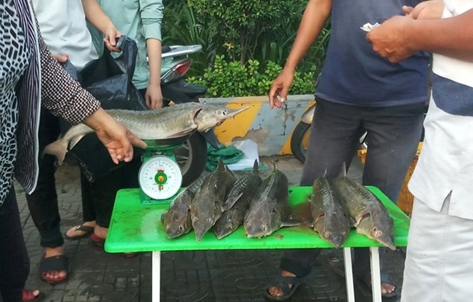 Dân TPHCM “đổ xô” mua cá tầm 100.000 đồng/kg ủng hộ người nuôi cá vùng lũ - 2 Dân TPHCM “đổ xô” mua cá tầm 100.000 đồng/kg ủng hộ người nuôi cá vùng lũ - 2