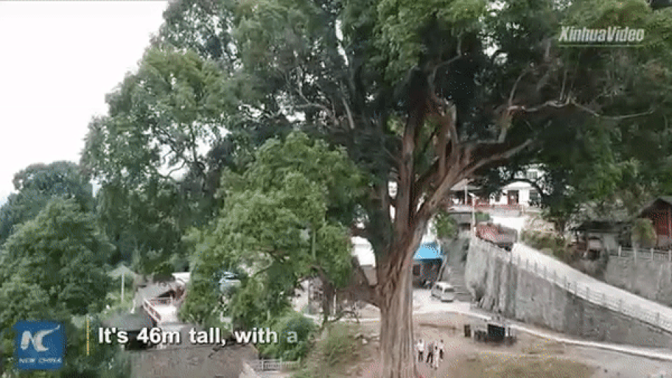 Cây trinh nam hiếm có, tuổi đời 1300 năm vẫn xanh tươi - 1 Cây trinh nam hiếm có, tuổi đời 1300 năm vẫn xanh tươi - 1