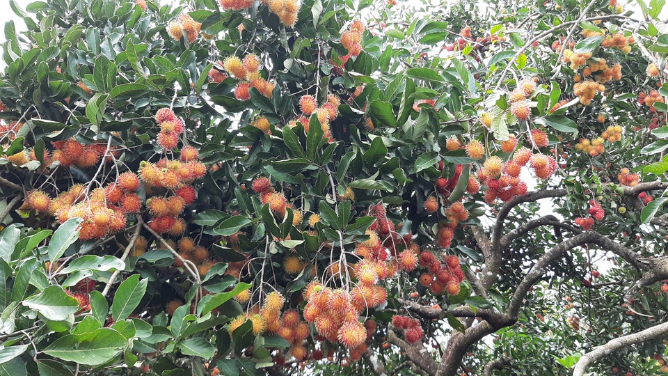 Thu hàng trăm triệu đồng trên vùng đất sỏi đá nhờ chôm chôm - 2 Thu hàng trăm triệu đồng trên vùng đất sỏi đá nhờ chôm chôm - 2