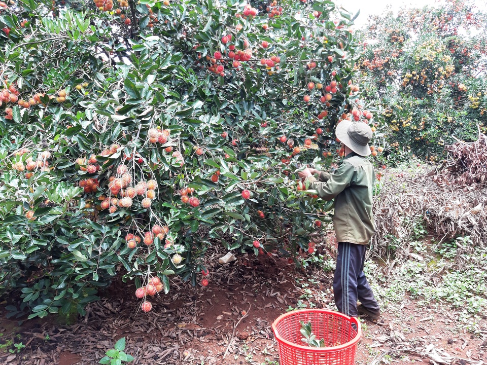 Thu hàng trăm triệu đồng trên vùng đất sỏi đá nhờ chôm chôm - 3 Thu hàng trăm triệu đồng trên vùng đất sỏi đá nhờ chôm chôm - 3