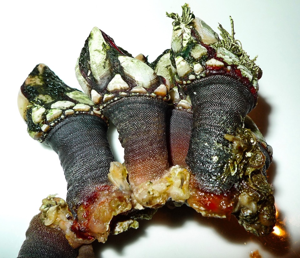 Hãi hùng đặc sản “ngón tay của quỷ” - 3 Hãi hùng đặc sản “ngón tay của quỷ” - 3