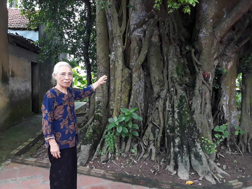Khách thập phương đổ về chiêm ngưỡng cây đa - gạo kỳ lạ ở Vĩnh Phúc - 1