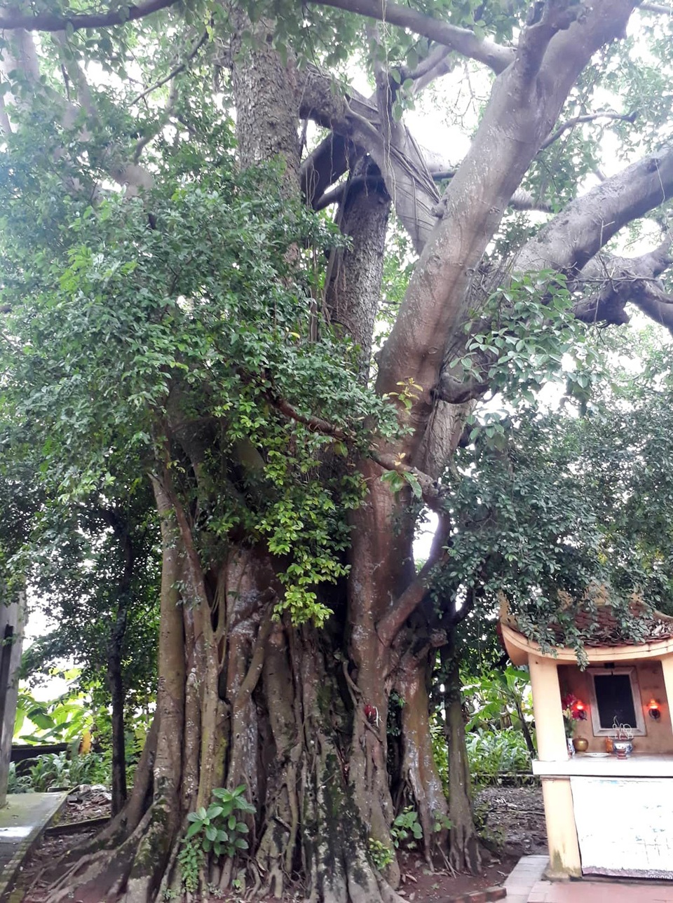 Khách thập phương đổ về chiêm ngưỡng cây đa - gạo kỳ lạ ở Vĩnh Phúc - 2