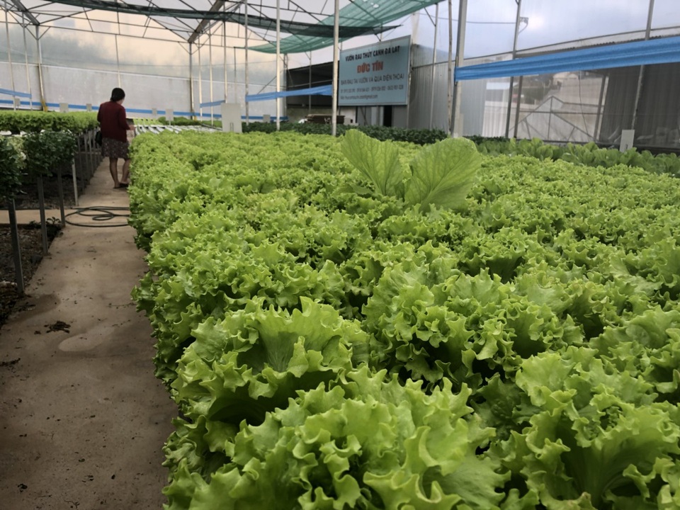 Sau mưa lũ, các loại rau xanh Đà Lạt đồng loạt tăng giá - 3 Sau mưa lũ, các loại rau xanh Đà Lạt đồng loạt tăng giá - 3