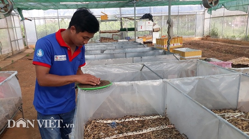 Cử nhân mồ côi thất nghiệp về núi nuôi con kêu rỉ rả cả đêm - 2 Cử nhân mồ côi thất nghiệp về núi nuôi con kêu rỉ rả cả đêm - 2
