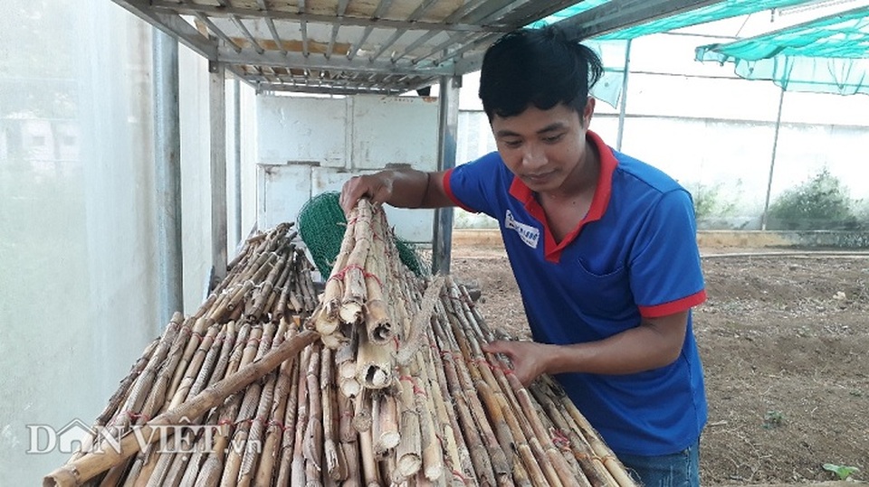 Cử nhân mồ côi thất nghiệp về núi nuôi con kêu rỉ rả cả đêm - 4 Cử nhân mồ côi thất nghiệp về núi nuôi con kêu rỉ rả cả đêm - 4