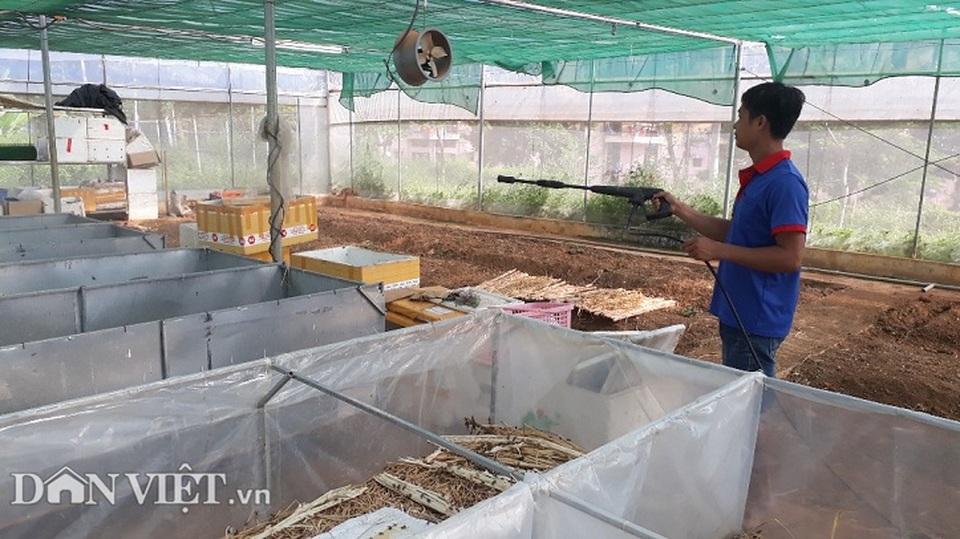 Cử nhân mồ côi thất nghiệp về núi nuôi con kêu rỉ rả cả đêm - 6 Cử nhân mồ côi thất nghiệp về núi nuôi con kêu rỉ rả cả đêm - 6