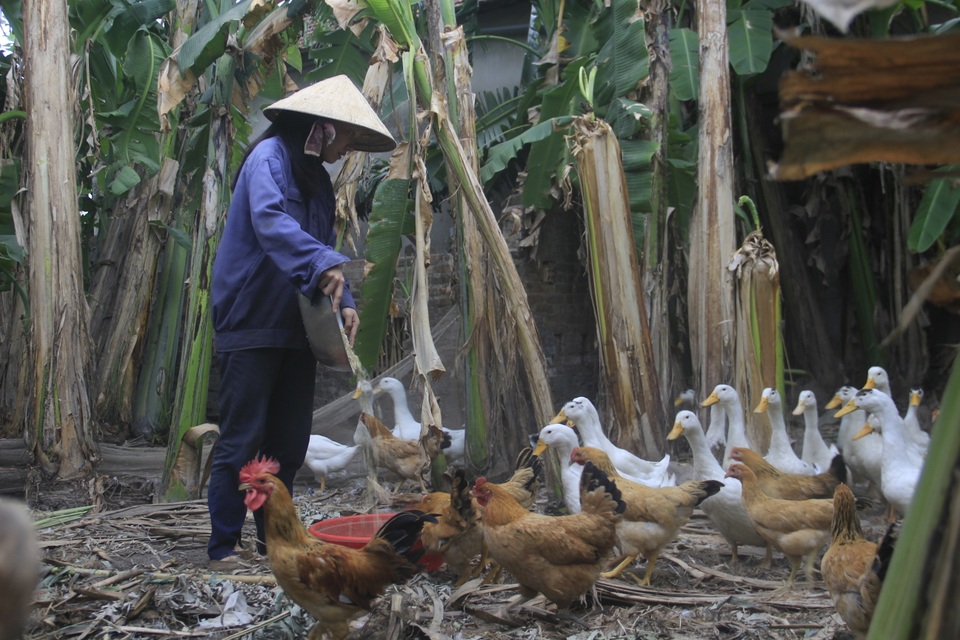 Khát khao trở thành cô giáo, nữ sinh nhà nghèo nuôi gà, bán cà phê gom góp tiền công để nhập học - 6 Khát khao trở thành cô giáo, nữ sinh nhà nghèo nuôi gà, bán cà phê gom góp tiền công để nhập học - 6