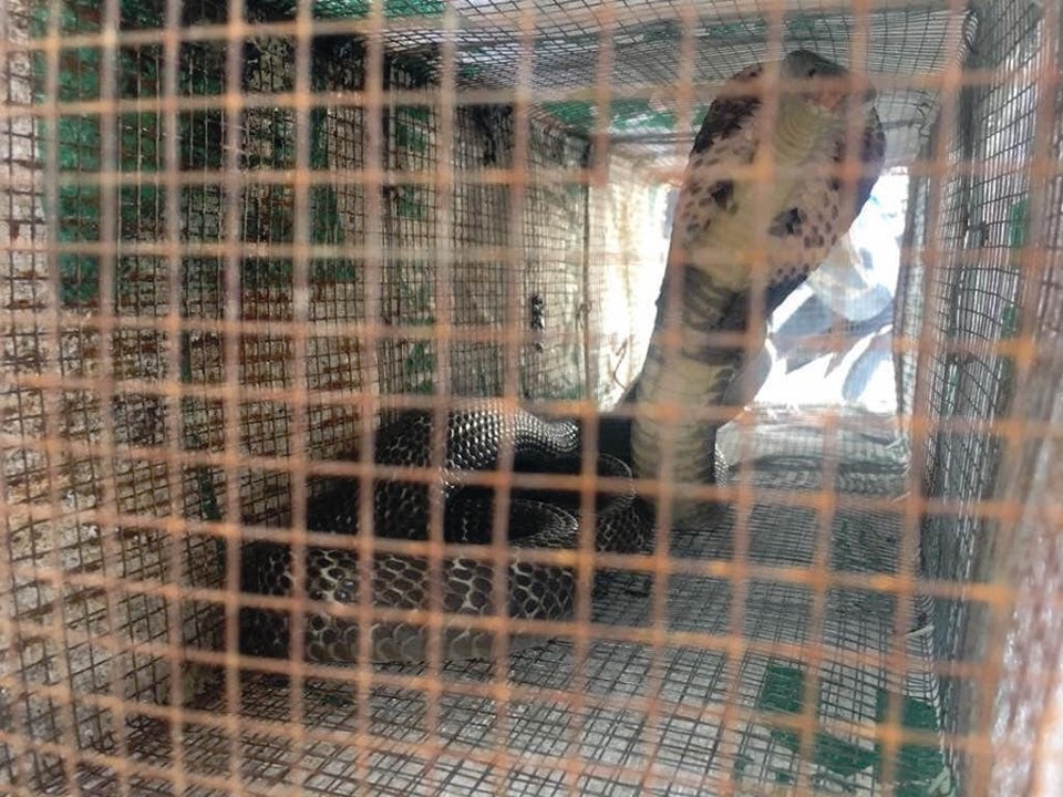 Sự thật rắn độc bủa vây toà chung cư mới ở Hà Nội - 6 Sự thật rắn độc bủa vây toà chung cư mới ở Hà Nội - 6