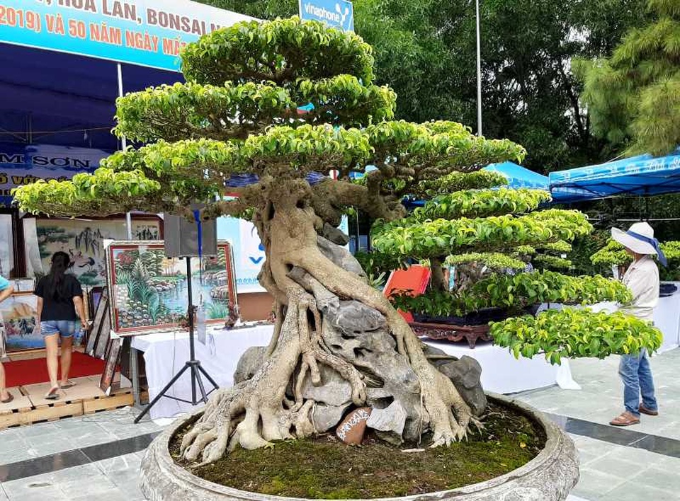 Cây sanh “Huyền phượng vũ” giá triệu đô có mặt tại thành phố biển Sầm Sơn - 3 Cây sanh “Huyền phượng vũ” giá triệu đô có mặt tại thành phố biển Sầm Sơn - 3