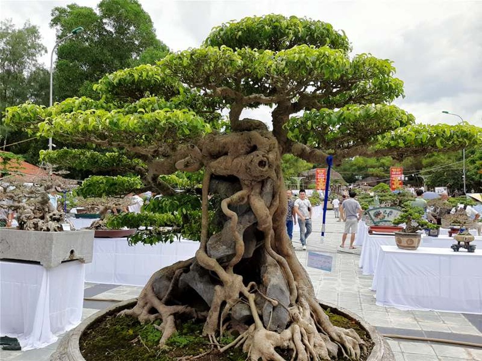 Cây sanh “Huyền phượng vũ” giá triệu đô có mặt tại thành phố biển Sầm Sơn - 1 Cây sanh “Huyền phượng vũ” giá triệu đô có mặt tại thành phố biển Sầm Sơn - 1