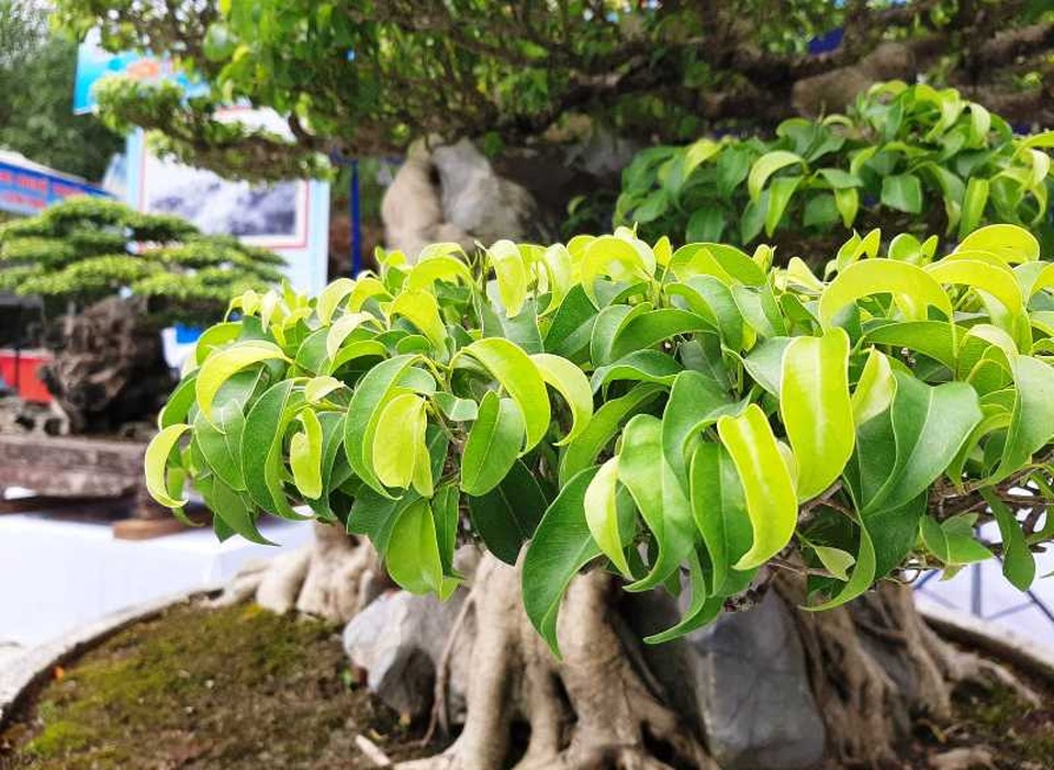 Cây sanh “Huyền phượng vũ” giá triệu đô có mặt tại thành phố biển Sầm Sơn - 10 Cây sanh “Huyền phượng vũ” giá triệu đô có mặt tại thành phố biển Sầm Sơn - 10