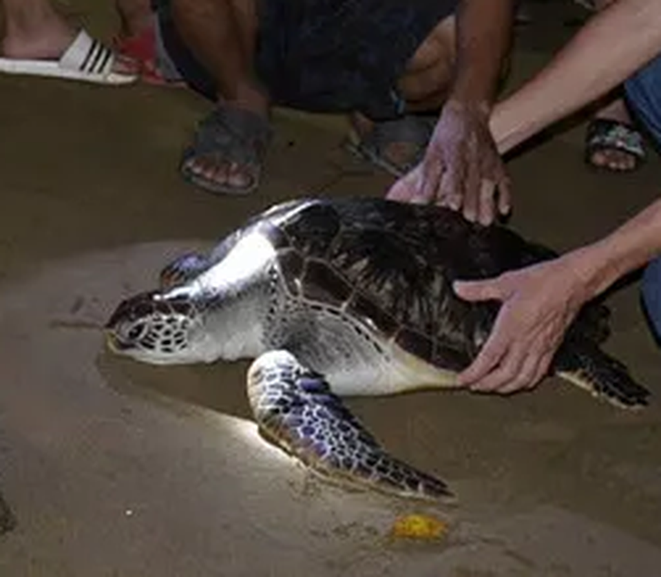 “Giải cứu” rùa biển nặng 15 kilogam đi lạc trên sông Hiếu - 1 “Giải cứu” rùa biển nặng 15 kilogam đi lạc trên sông Hiếu - 1