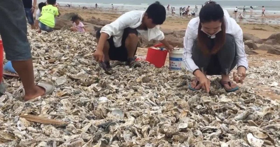 Hàu phủ kín bãi biển sau bão, du khách hồ hởi xách xô ra nhặt - 1 Hàu phủ kín bãi biển sau bão, du khách hồ hởi xách xô ra nhặt - 1