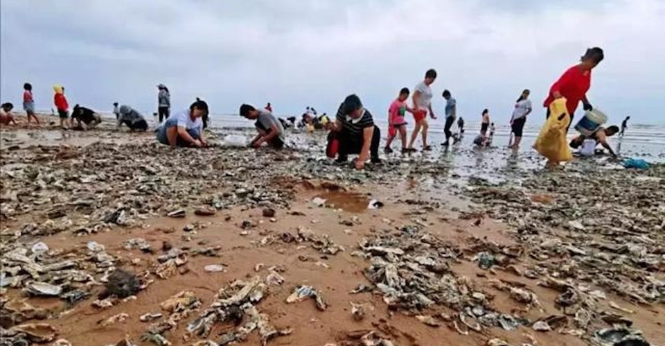 Hàu phủ kín bãi biển sau bão, du khách hồ hởi xách xô ra nhặt - 2 Hàu phủ kín bãi biển sau bão, du khách hồ hởi xách xô ra nhặt - 2