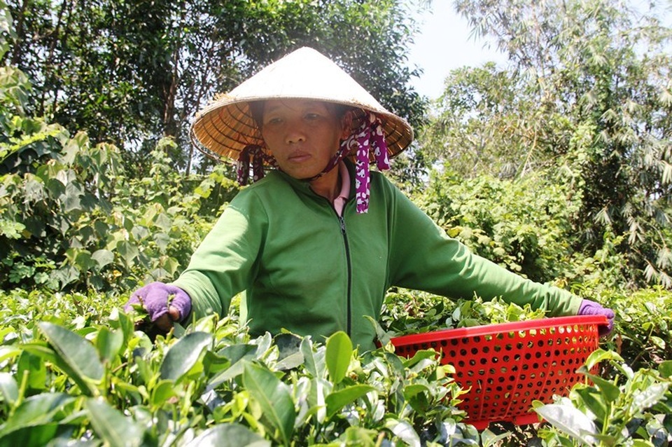 Đặc sản nức tiếng một thời “Trà Gò Loi” Hoài Ân vực dậy thương hiệu - 1 Đặc sản nức tiếng một thời “Trà Gò Loi” Hoài Ân vực dậy thương hiệu - 1