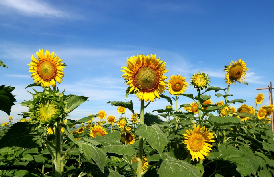 Giới trẻ phát sốt với vườn hoa hướng dương gần Hội An