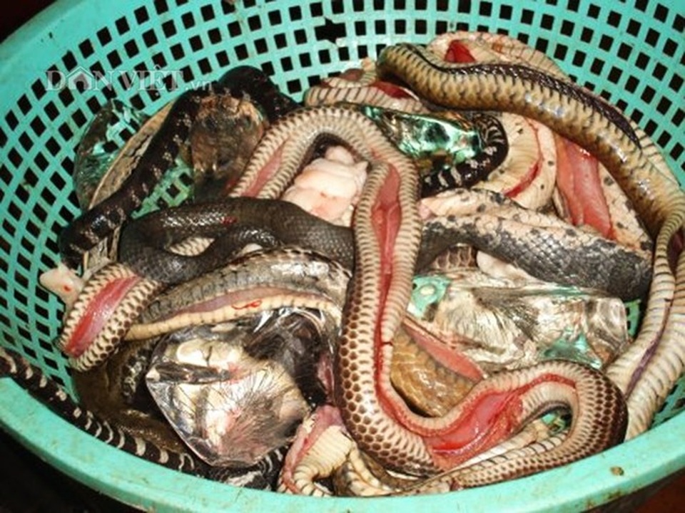 Hết hồn với 4 món ăn được chế biến từ rắn, vừa ăn vừa “dựng tóc gáy” - 4 Hết hồn với 4 món ăn được chế biến từ rắn, vừa ăn vừa “dựng tóc gáy” - 4
