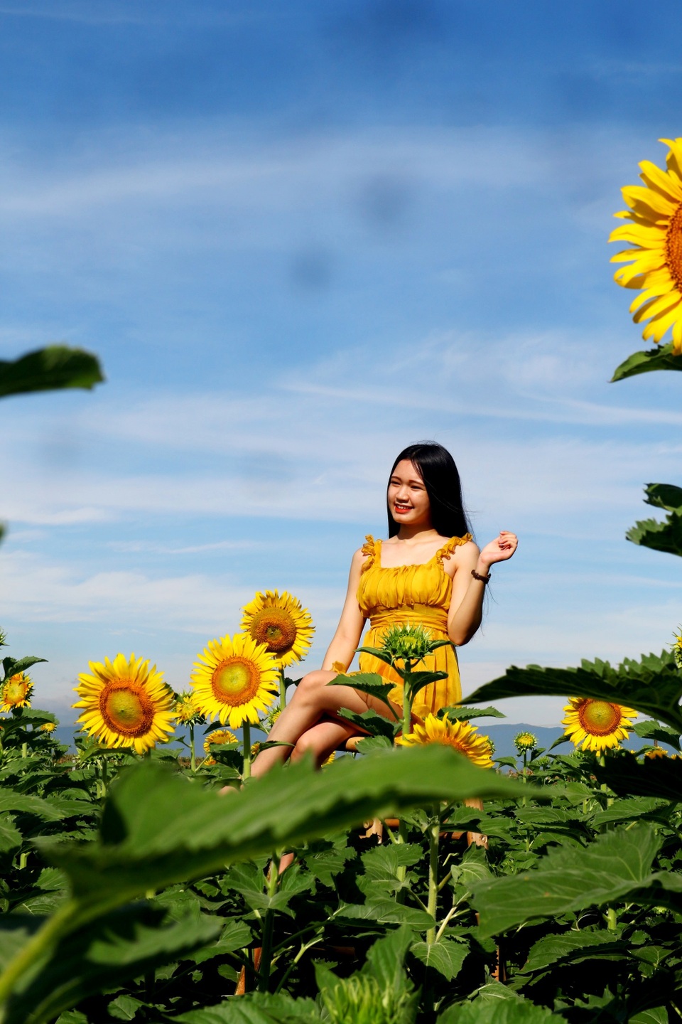 Giới trẻ phát sốt với vườn hoa hướng dương gần Hội An