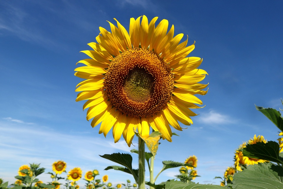 Giới trẻ phát sốt với vườn hoa hướng dương gần Hội An