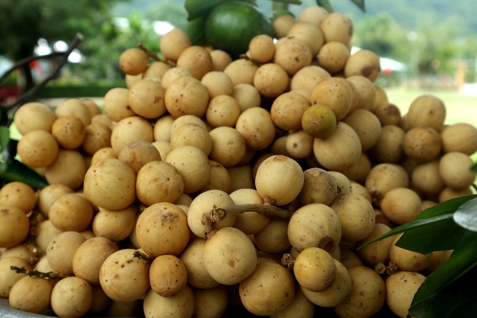 Ngày hội cây trái làng Đại Bình Ngày hội cây trái làng Đại Bình