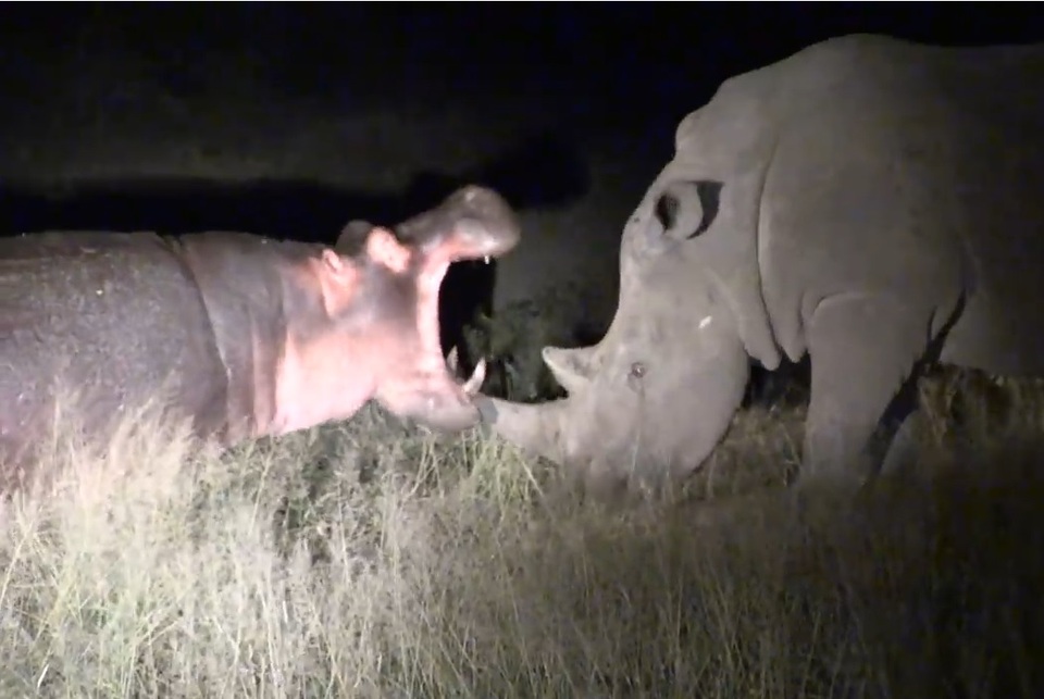 Cuộc chạm trán hiếm gặp giữa hà mã và tê giác - 1 Cuộc chạm trán hiếm gặp giữa hà mã và tê giác - 1