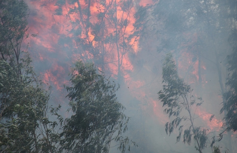 Cháy 3ha rừng trồng, uy hiếp nhiều nhà dân - 4