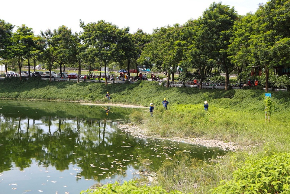 Hà Nội: Cá chết hàng loạt bốc mùi nồng nặc ở hồ Yên Sở - 7 Hà Nội: Cá chết hàng loạt bốc mùi nồng nặc ở hồ Yên Sở - 7