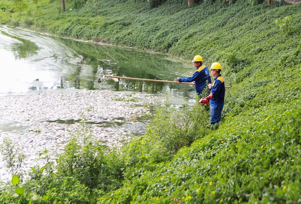 Hà Nội: Cá chết hàng loạt bốc mùi nồng nặc ở hồ Yên Sở - 8 Hà Nội: Cá chết hàng loạt bốc mùi nồng nặc ở hồ Yên Sở - 8