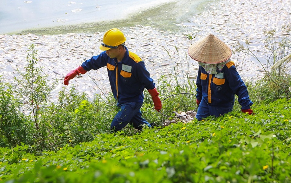 Hà Nội: Cá chết hàng loạt bốc mùi nồng nặc ở hồ Yên Sở - 9 Hà Nội: Cá chết hàng loạt bốc mùi nồng nặc ở hồ Yên Sở - 9