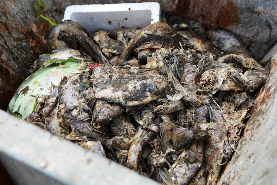 Hà Nội: Cá chết hàng loạt bốc mùi nồng nặc ở hồ Yên Sở - 10 Hà Nội: Cá chết hàng loạt bốc mùi nồng nặc ở hồ Yên Sở - 10