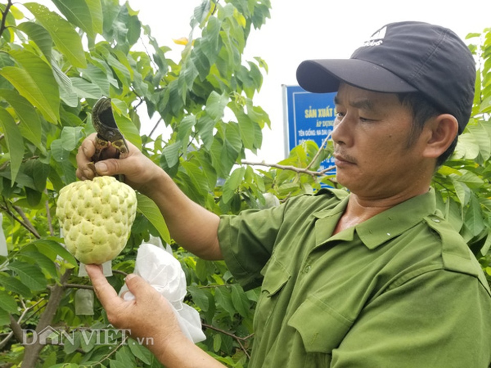 Cận cảnh giống na cho trái khủng, thu mỗi vụ trung bình 1 triệu đồng/cây - 2 Cận cảnh giống na cho trái khủng, thu mỗi vụ trung bình 1 triệu đồng/cây - 2
