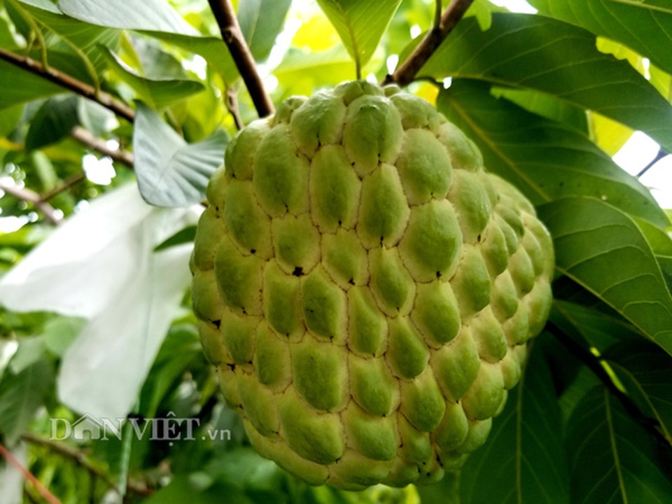 Cận cảnh giống na cho trái khủng, thu mỗi vụ trung bình 1 triệu đồng/cây - 4 Cận cảnh giống na cho trái khủng, thu mỗi vụ trung bình 1 triệu đồng/cây - 4