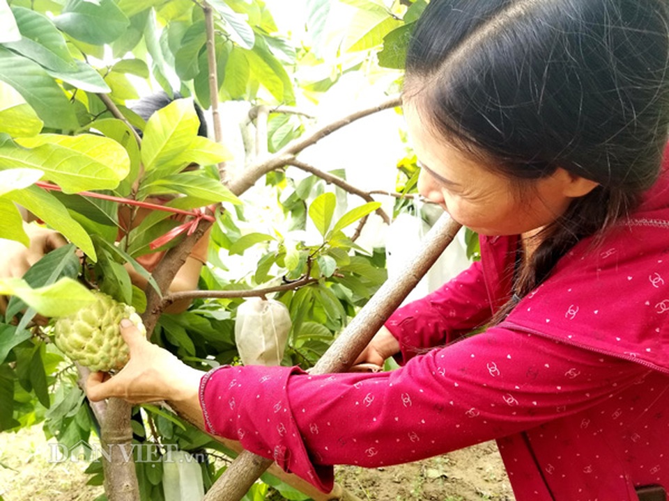 Cận cảnh giống na cho trái khủng, thu mỗi vụ trung bình 1 triệu đồng/cây - 7 Cận cảnh giống na cho trái khủng, thu mỗi vụ trung bình 1 triệu đồng/cây - 7