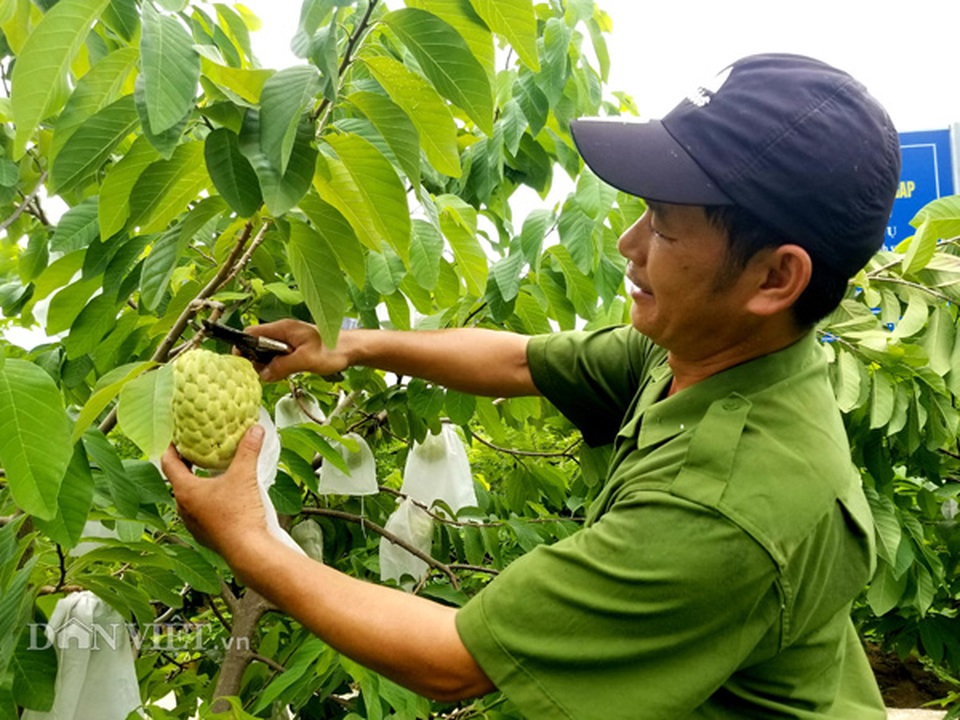 Cận cảnh giống na cho trái khủng, thu mỗi vụ trung bình 1 triệu đồng/cây - 8 Cận cảnh giống na cho trái khủng, thu mỗi vụ trung bình 1 triệu đồng/cây - 8