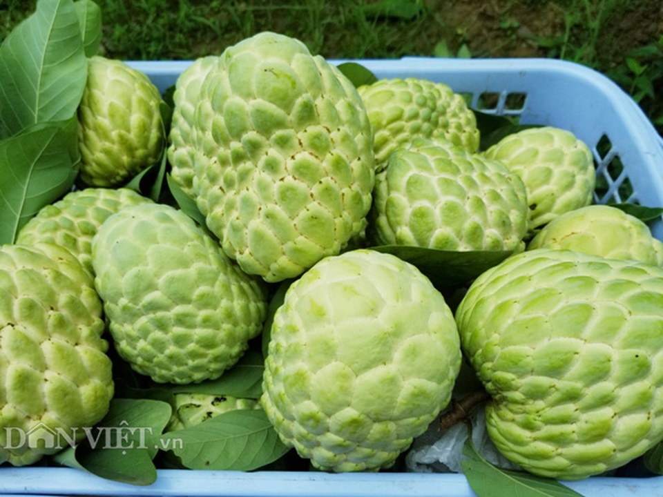 Cận cảnh giống na cho trái khủng, thu mỗi vụ trung bình 1 triệu đồng/cây - 9 Cận cảnh giống na cho trái khủng, thu mỗi vụ trung bình 1 triệu đồng/cây - 9