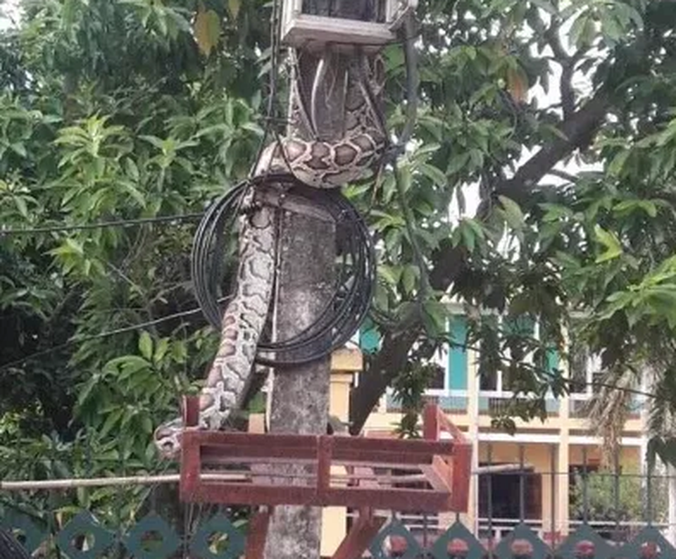 Trăn khủng vắt vẻo trên cột điện ở Phú Thọ đã bị người dân làm thịt - 1 Trăn khủng vắt vẻo trên cột điện ở Phú Thọ đã bị người dân làm thịt - 1