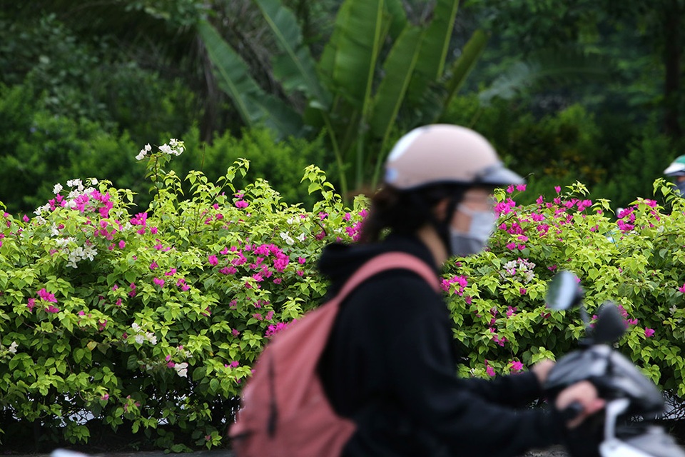 Con đường hoa giấy hiếm có ở Hà Nội - 11