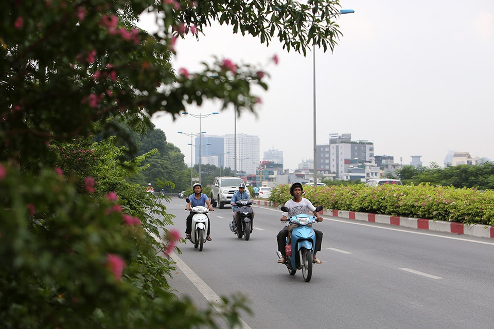 Con đường hoa giấy hiếm có ở Hà Nội - 12