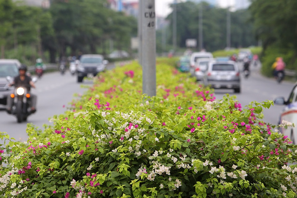 Con đường hoa giấy hiếm có ở Hà Nội - 2