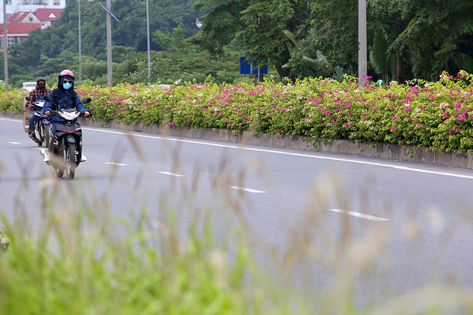 Con đường hoa giấy hiếm có ở Hà Nội - 4