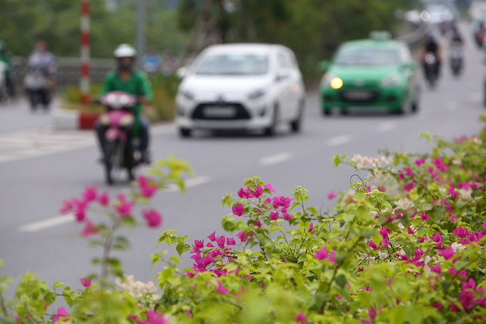 Con đường hoa giấy hiếm có ở Hà Nội - 5