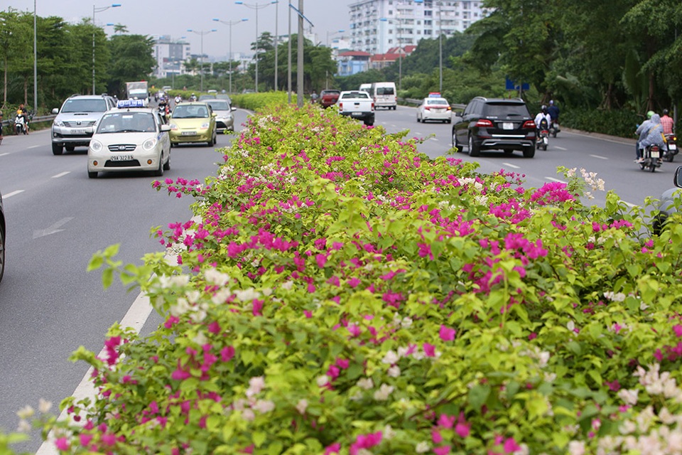 Con đường hoa giấy hiếm có ở Hà Nội - 7